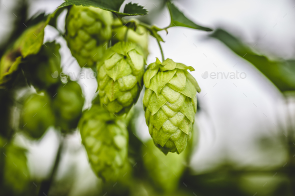 Close-up cascade hop growing on a branch Stock Photo by aetb | PhotoDune
