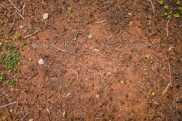 From above dry ground texture in evergreen forest - Stock Photo - Images