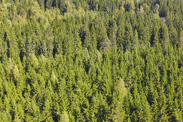 Finland green pine forest landscape. Finnish timber industry ...