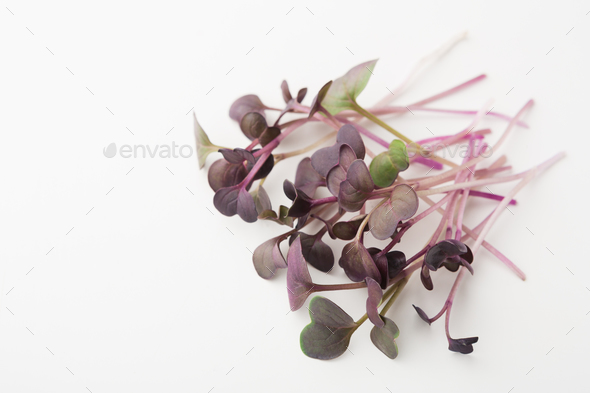 Micro greens top view isolated at white - Stock Photo - Images