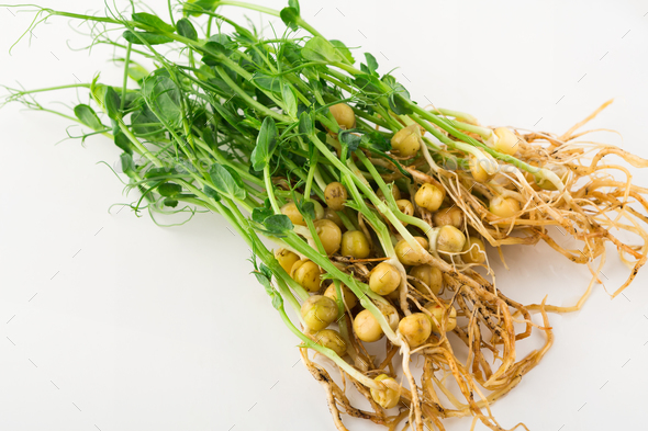 Micro greens top view isolated at white - Stock Photo - Images