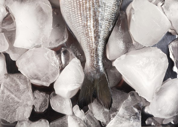 Fresh dorado on ice at black background - Stock Photo - Images