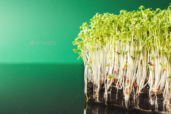 Organic growing micro greens closeup - Stock Photo - Images