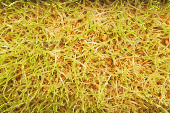 Organic growing micro greens closeup, top view - Stock Photo - Images