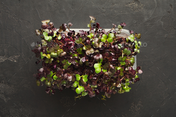 Micro greens growing in plastic bowl top view - Stock Photo - Images