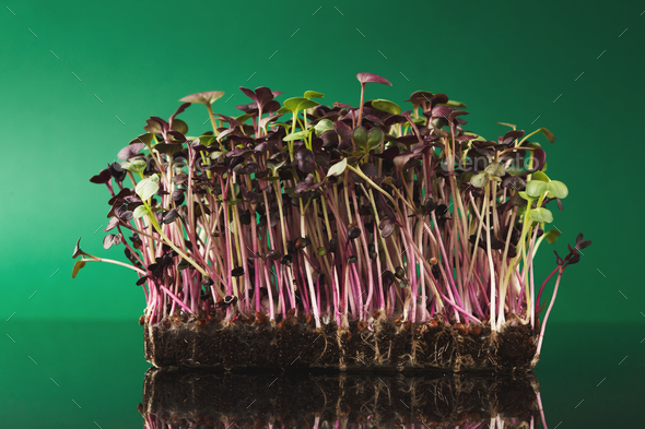 Organic growing micro greens - Stock Photo - Images
