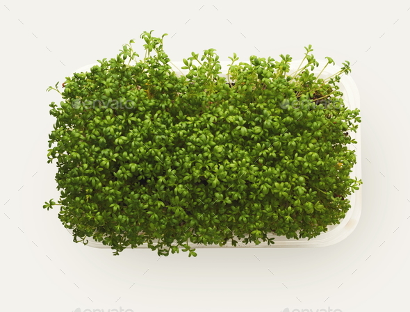 Micro greens growing in plastic bowl top view, isolated - Stock Photo - Images
