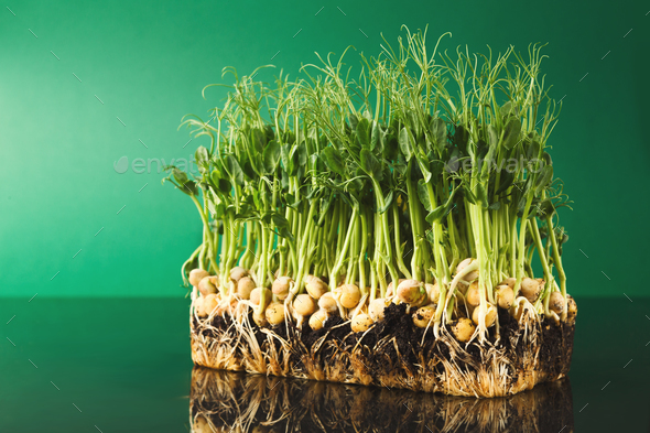 Organic growing micro greens - Stock Photo - Images