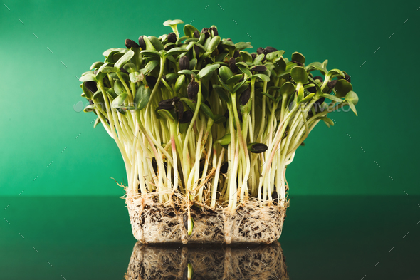 Organic growing micro greens - Stock Photo - Images