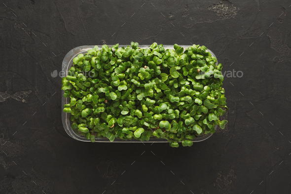 Micro greens growing in plastic bowl top view - Stock Photo - Images