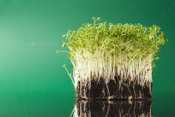 Organic growing micro greens - Stock Photo - Images