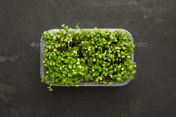 Micro greens growing in plastic bowl top view - Stock Photo - Images