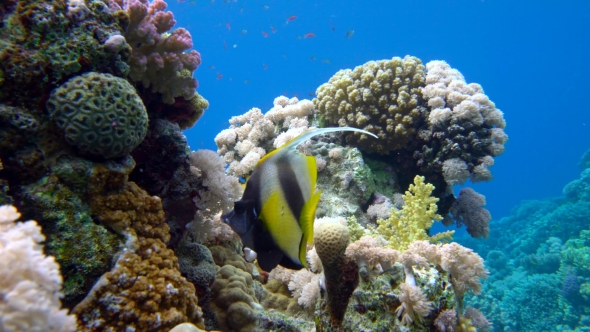 Colorful Fish on Coral Reef, Red Sea alt