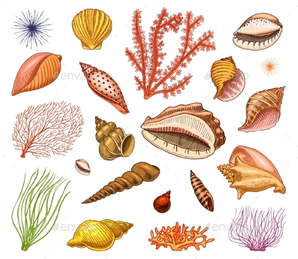 Seashells Set or Mollusca Different Forms - Animals Characters