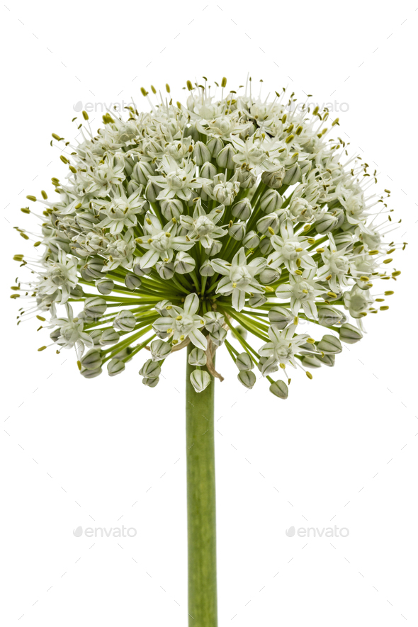 Flower head of  edible onion, lat. Allium cepa, isolated on whit - Stock Photo - Images