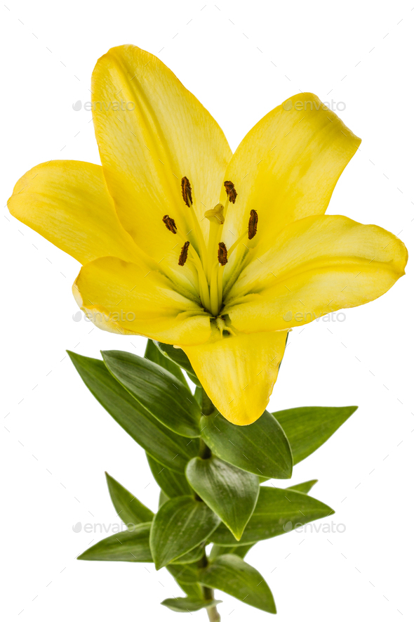 Flower Of Yellow Oriental Lily Isolated On White Background Stock Photo By Kostiuchenko