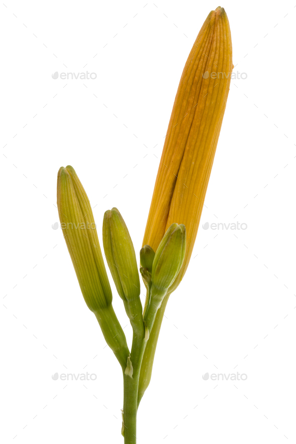 Bud of day-lily, isolated on white background