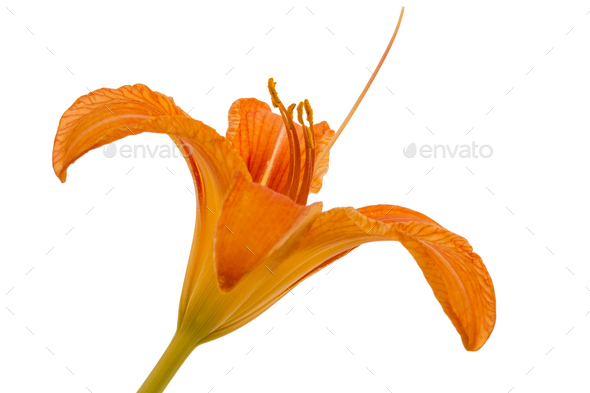 Flower of day-lily, isolated on white background