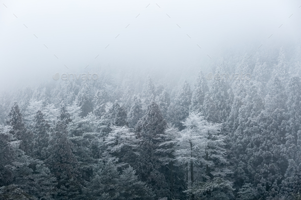 Winter Forest In Fog Stock Photo By Chuyu14 Photodune