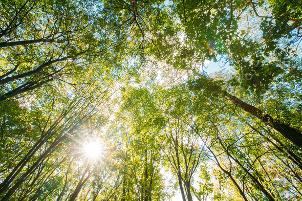 Spring Sun Shining Through Canopy Of Tall Trees. Sunlight In Tro - Stock Photo - Images