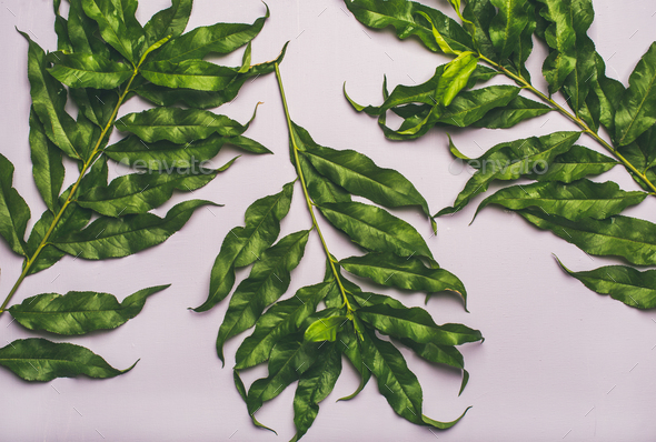 Flat-lay of tropical tree green leaves over pastel lilac background - Stock Photo - Images