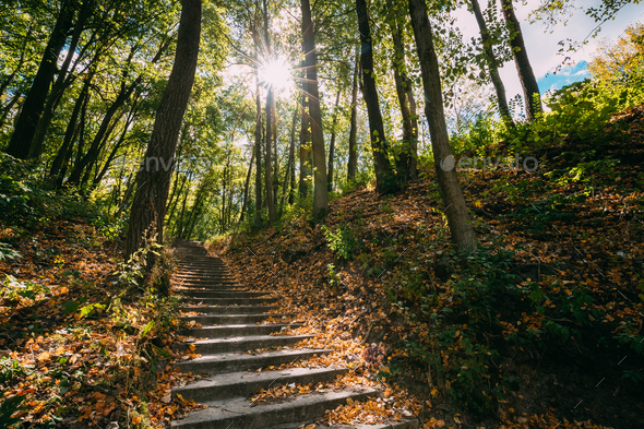 Yurovichi, Belarus. Stairs On Carpet Of Upper Period Of The Pale - Stock Photo - Images