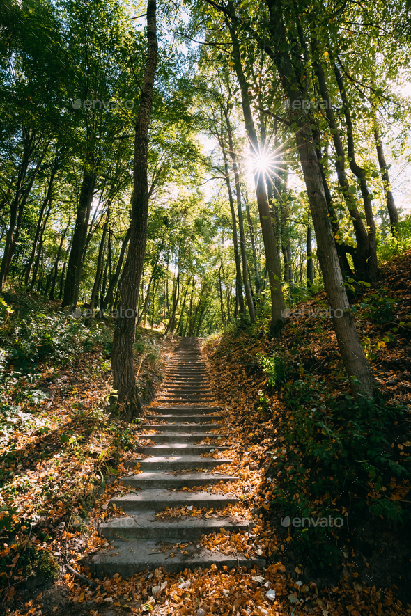 Yurovichi, Belarus. Stairs On Carpet Of Upper Period Of The Pale - Stock Photo - Images