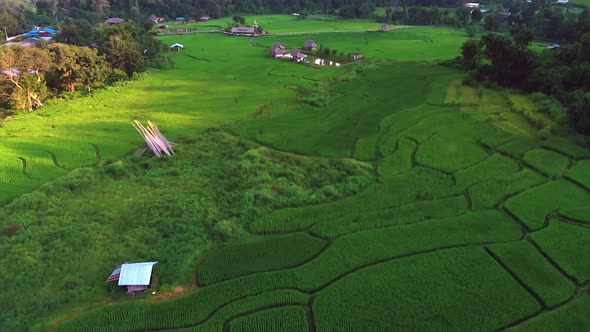 Aerial flight over rice fields in mountain valley during sunset alt