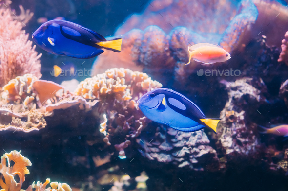 Blue Tang Fish Paracanthurus Hepatus Swimming In Water. Popular - Stock Photo - Images