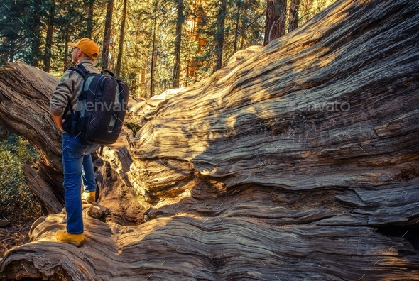 Sequoias National Park Hiker - Stock Photo - Images