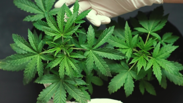Hand of Medical Worker and Plant and Leaves of Cannabis