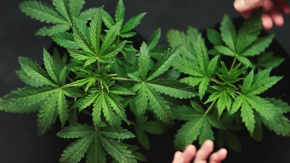 Cannabis Leaf and a Man's Hand Concept of Recreational Cultivation