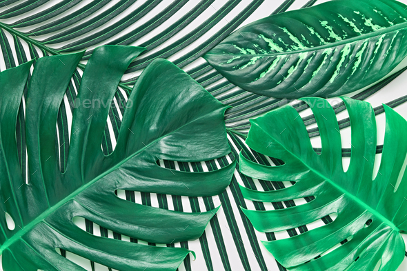 Tropical Palm Leaves Background Green Fresh.Summer Stock Photo by 918Evgenij