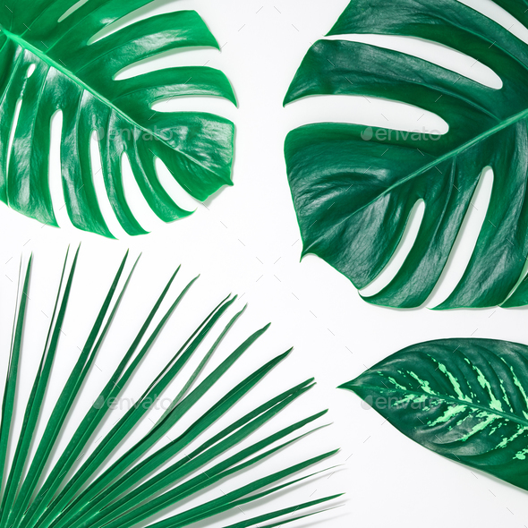 Creative Tropical Fresh Palm Leaves.Summer.Minimal Stock Photo by 918Evgenij
