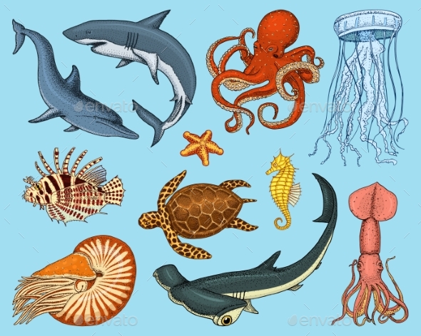Fish or Sea Creature Set - Animals Characters