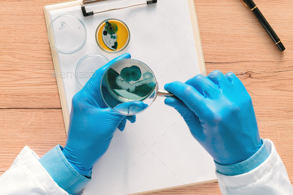 Overhead view of laboratory technician analyzing petri dish bact - Stock Photo - Images