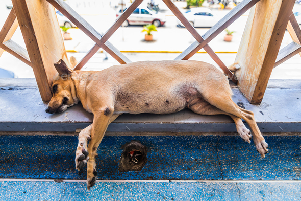 Homeless Tired small dog lying and sleeping in Caribbean airport Stock Photo by aetb