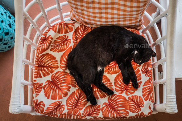 Young Black Cat Sleeping on a Chair on hot Summer Day Stock Photo by aetb