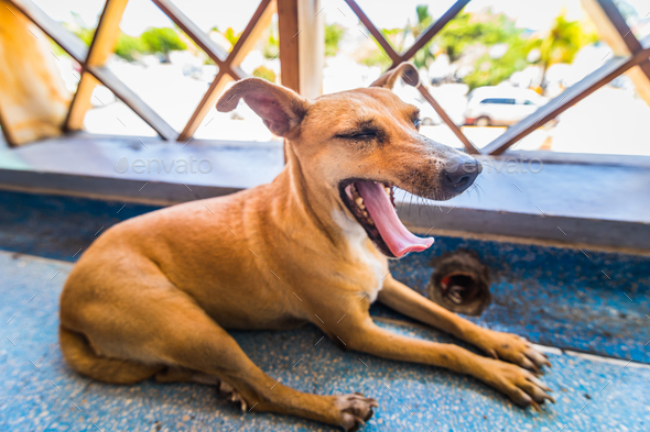 Homeless Tired small dog lying at handrail in Caribbean airport. Stock Photo by aetb