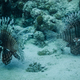 Lionfishs swimming at the ocean ground. - PhotoDune Item for Sale