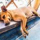 Homeless Tired small dog lying and sleeping in Caribbean airport - PhotoDune Item for Sale