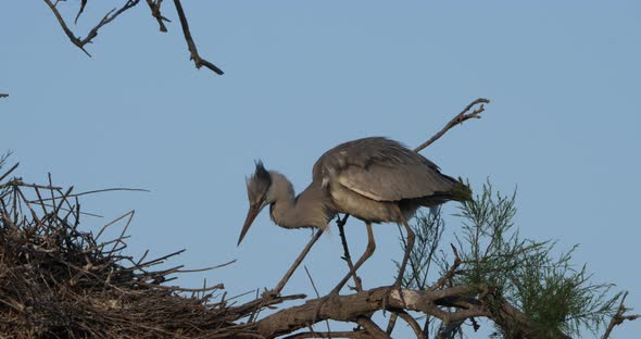 Grey herons, Ardea cinerea, Camargue,  ornithological park of Pont de Gau in France alt