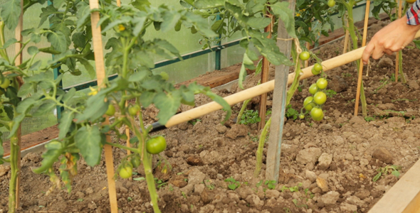 Weeding Tomato Bed With Chopper in Greenhouse