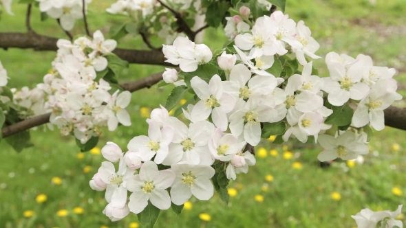 White Flowers and Buds of an Apple, Stock Footage | VideoHive