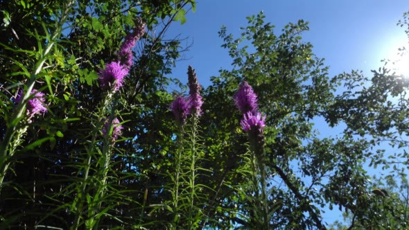 Flowers Are Drawn to the Sun on a Summer Day