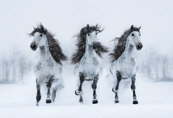 Three gray long-maned Spanish horses run gallop across snowy field. Stock  Photo by tristana