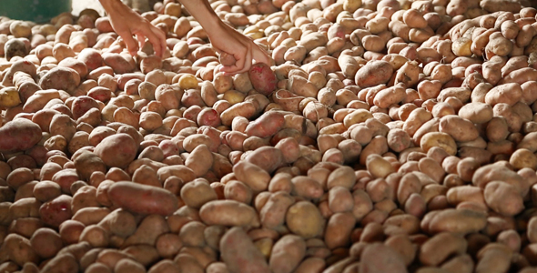 Sorting out the Potatoes in Cellar