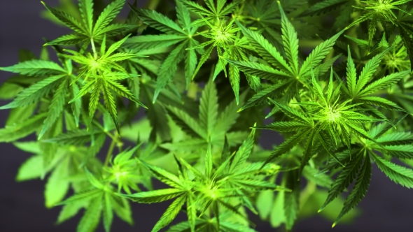 A Beautiful Cannabis Plant at the Beginning of Flowering Top Top View