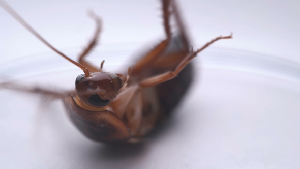 Caught a Roach,covered with a Glass Beaker Not To Run Away alt