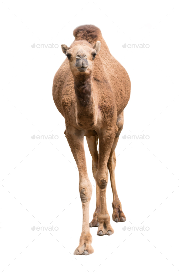 Arabian camel isolated on white background - Stock Photo - Images